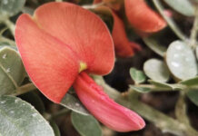 ʻŌhai: Peaches or Nectarines, Anyone? Photo: ʻŌhai