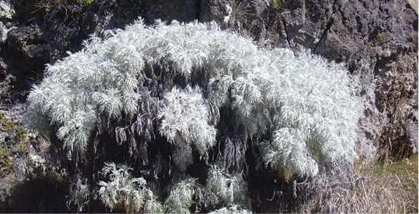 Photo: Artemisia shrub