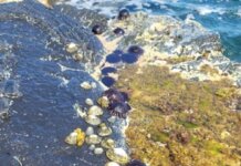 Kaʻūpūlehu: Stewardship in Motion Photo: ʻOpihi and hāʻukeʻuke