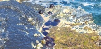 Kaʻūpūlehu: Stewardship in Motion Photo: ʻOpihi and hāʻukeʻuke