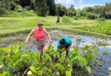 Mālama ʻĀina and Food Sovereignty in Maui Nui Photo: Rose Angelo and Kamalei Pico harvest kalo