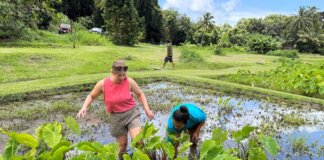 Mālama ʻĀina and Food Sovereignty in Maui Nui Photo: Rose Angelo and Kamalei Pico harvest kalo