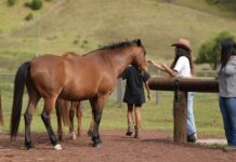 Kamalei Support and Healing Programs at LT Photo: Horse at LT Ranch