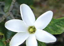 Nā Kiele o Hawaiʻi: Nānū (Nāʻū), Kiele, Tiare mā Tiare pua and hua nanu
