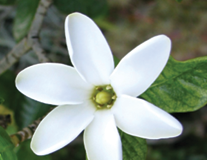 Nā Kiele o Hawaiʻi: Nānū (Nāʻū), Kiele, Tiare mā Tiare pua and hua nanu