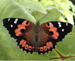 Photo: Butterfly