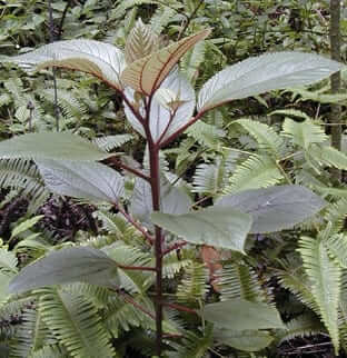 Photo: Red-veined māmaki.