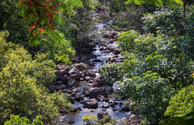 Photo: Stream flowing in Waimea Valley