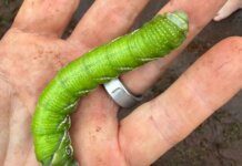 Native Species Rediscovered on Lānaʻi Photo: Blackburn's Sphinx moth