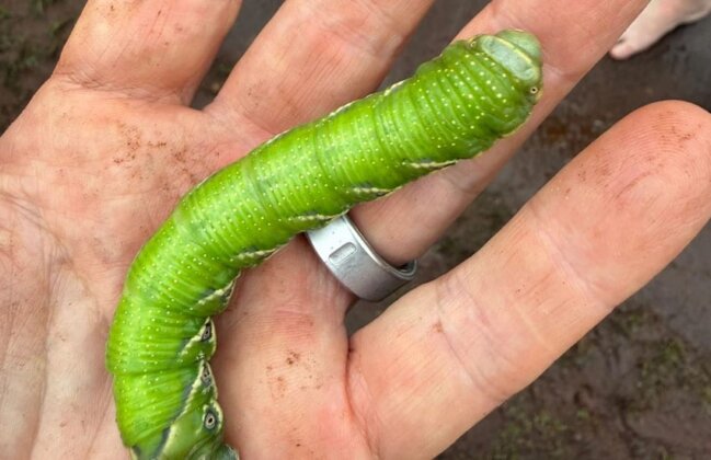 Photo: Blackburn's Sphinx moth