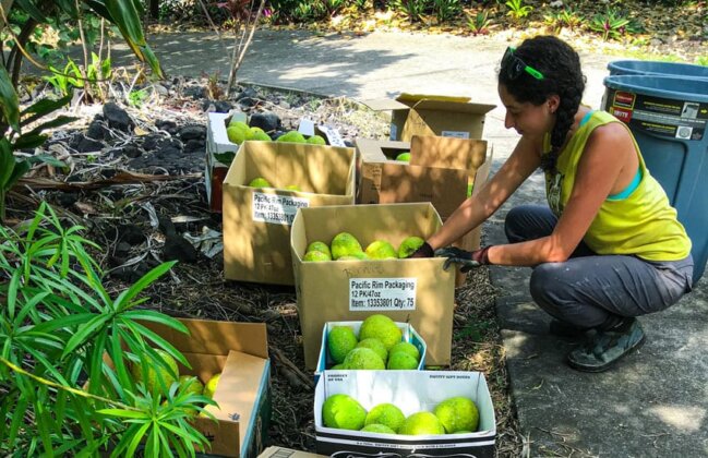 Photo: A woman sorts freshly harvested breadfruit into boxes