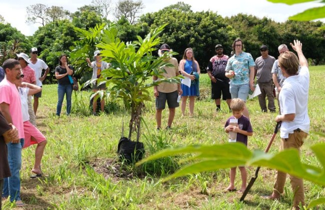 Photo: Participants gather around a young ʻulu tree