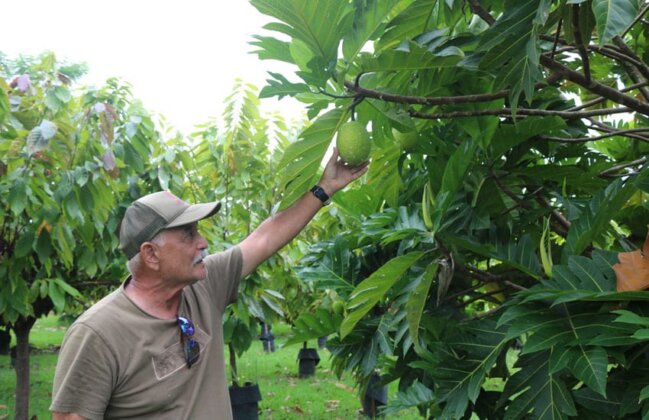 Photo: Farmer Tom shows ʻulu growing on a tree