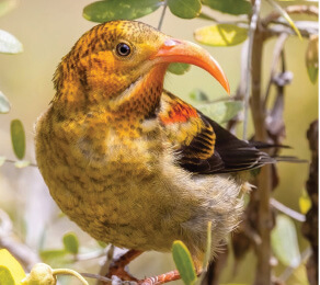 Photo: ʻIʻiwi pōlena