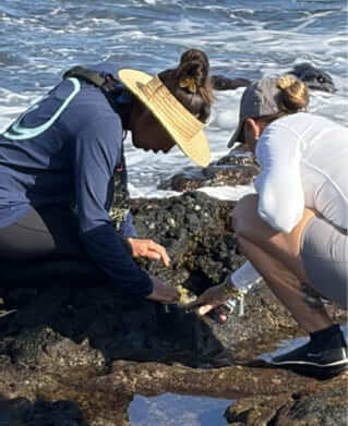Photo: ʻOpihi monitoring along the Kaʻūpūlehu shoreline